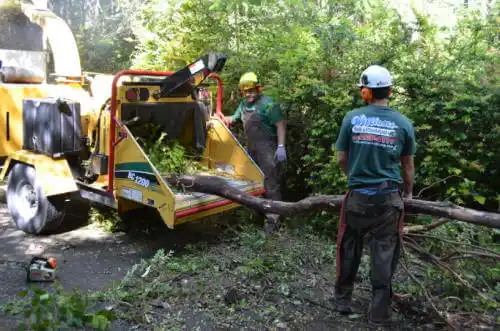 tree services Buckhorn